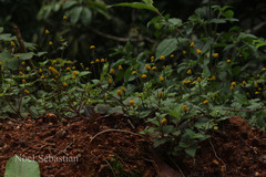 Spilanthes acmella